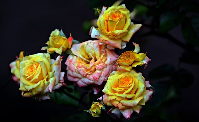 Yellow and Pink Roses — Dramatic, Photograph, Flowers