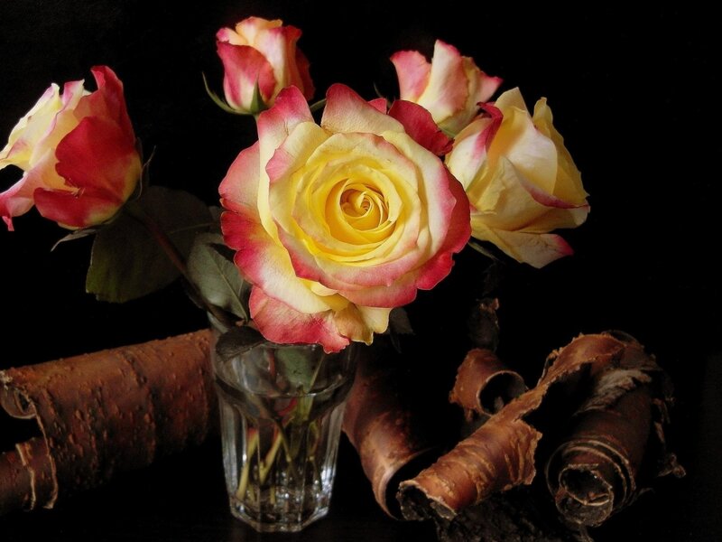 Yellow and Pink Roses — Dramatic, Photograph
