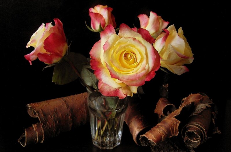 Yellow and Pink Roses — Dramatic, Photograph, Vase, Bark Rolls