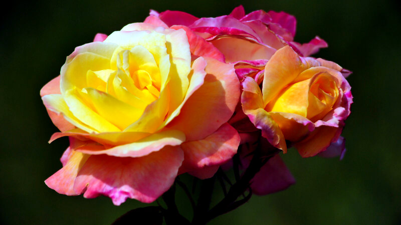 Yellow and Pink Roses — Dramatic