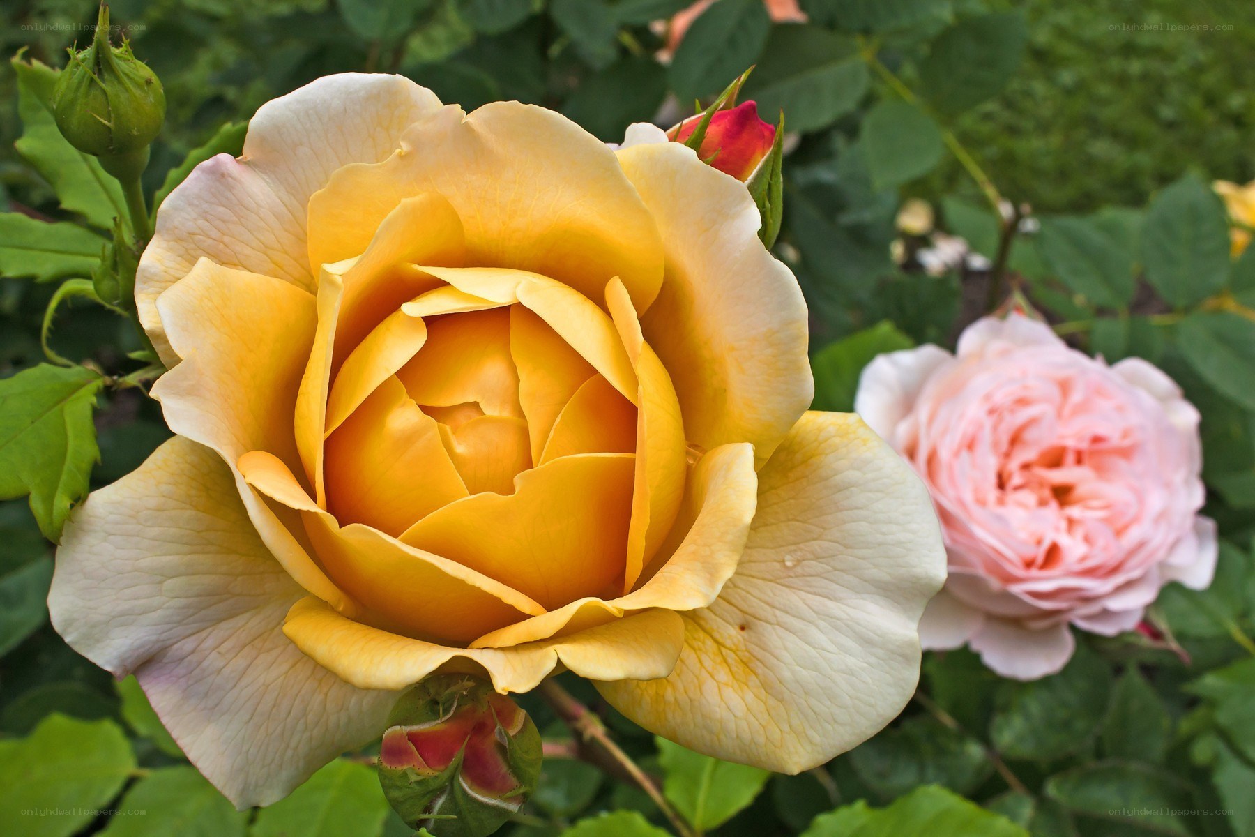 Yellow and pink roses in bloom