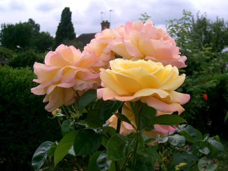 yellow and pink roses in garden