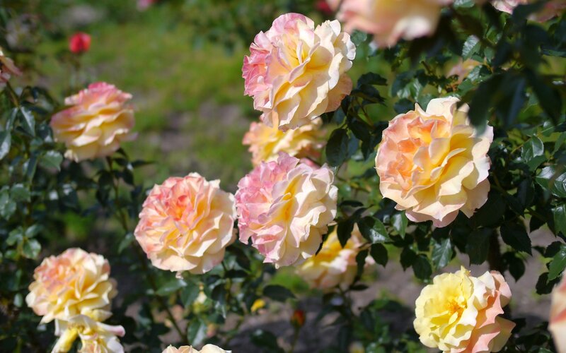 yellow and pink roses in garden