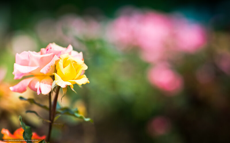 Yellow and pink roses in garden