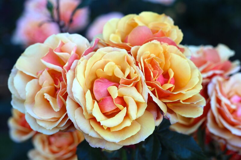 Yellow and Pink Roses — Serene, Afternoon, Photograph