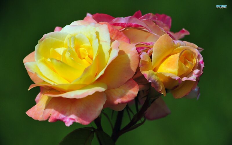 Yellow and Pink Roses — Serene, Afternoon