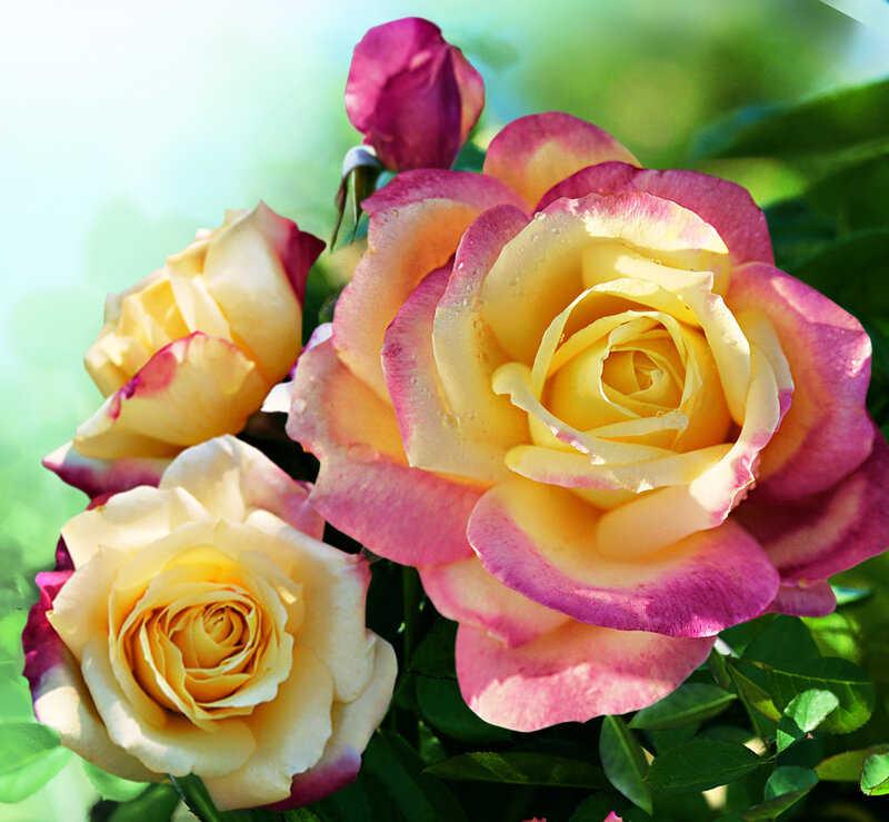 Yellow and Pink Roses — Serene, Morning