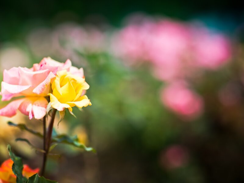 Yellow and Pink Roses — Serene, Spring