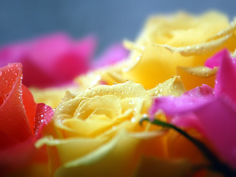 Yellow and Pink Roses — Serene