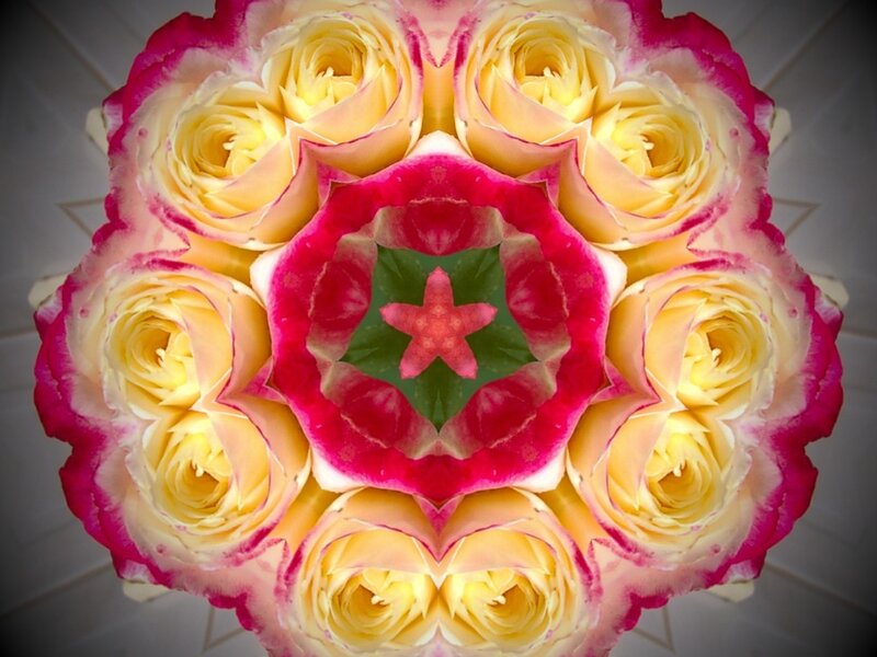 Yellow and Pink Roses — Symmetrical