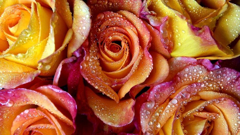 Yellow and Pink Roses — Vibrant, Photograph