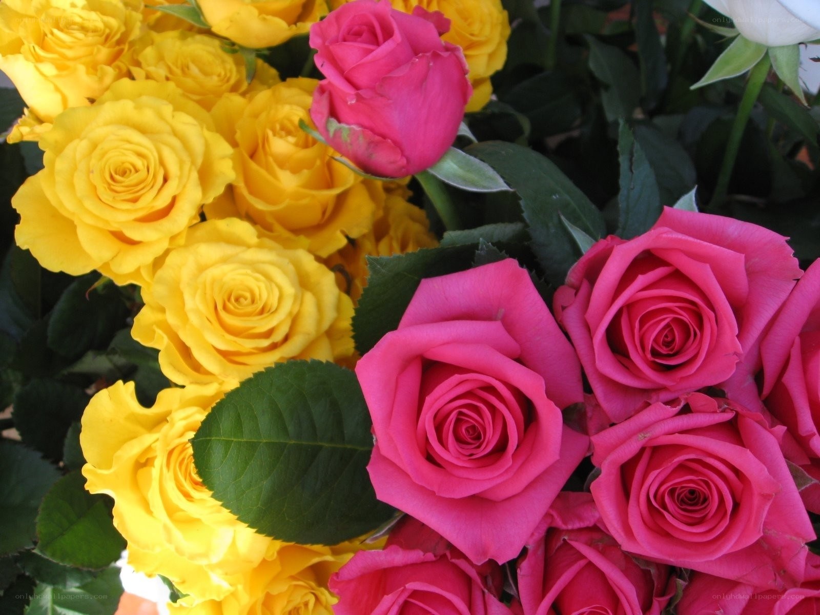 Yellow and pink roses