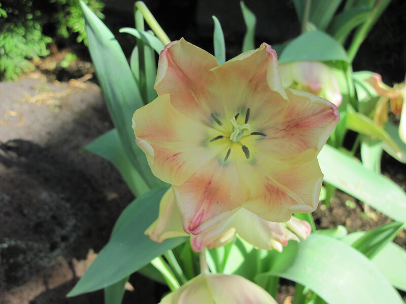 Yellow and Pink Tulip — Calm