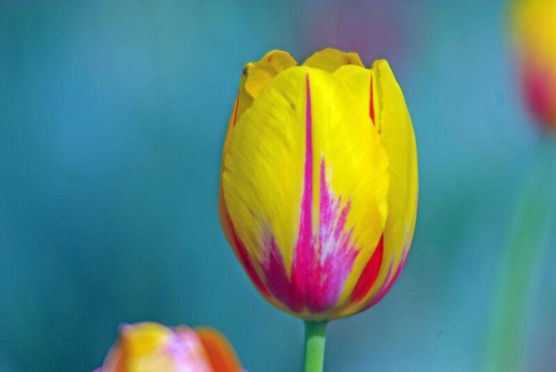 Yellow and Pink Tulip