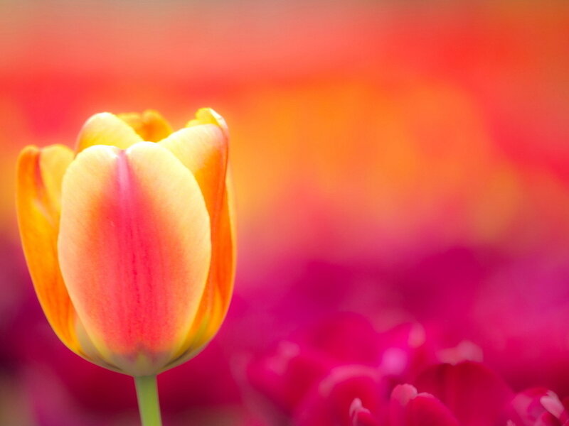 Yellow and Pink Tulip — Vibrant