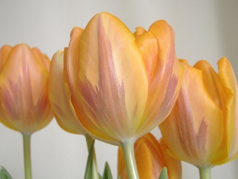 Yellow and Pink Tulips — Calm