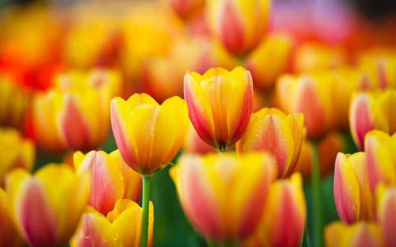 Yellow and pink tulips in bloom