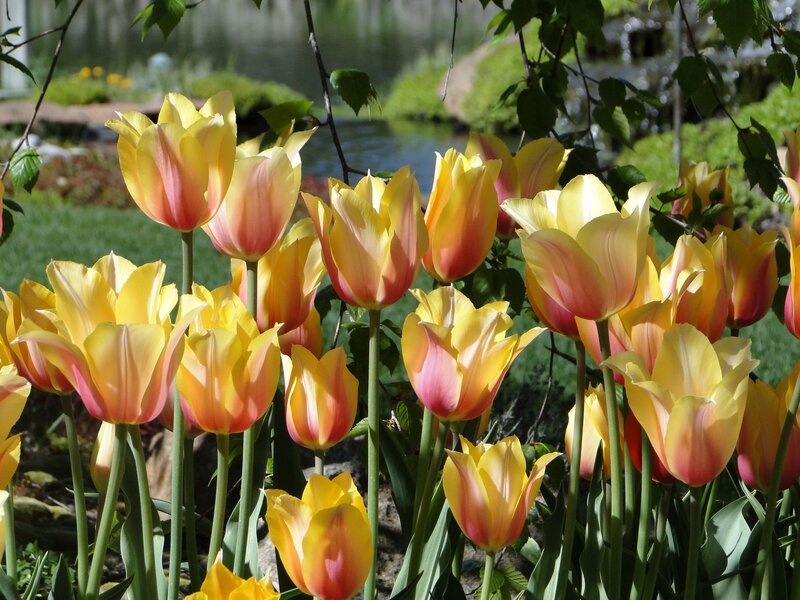 Yellow and pink tulips in garden