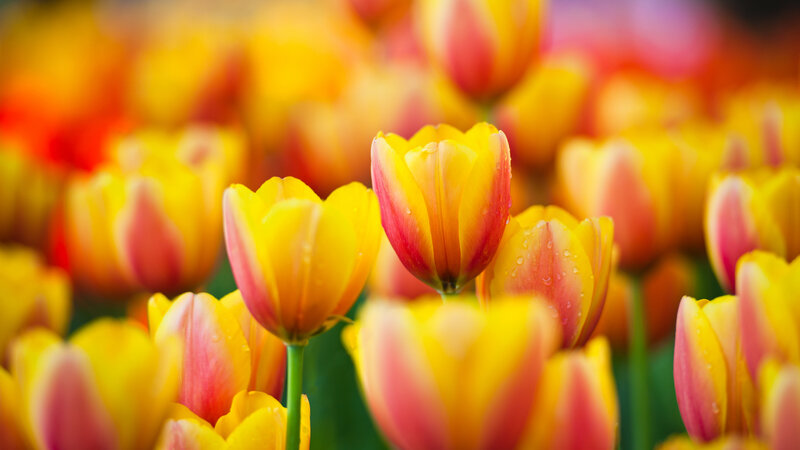 Yellow and Pink Tulips — Serene, Spring, Photograph