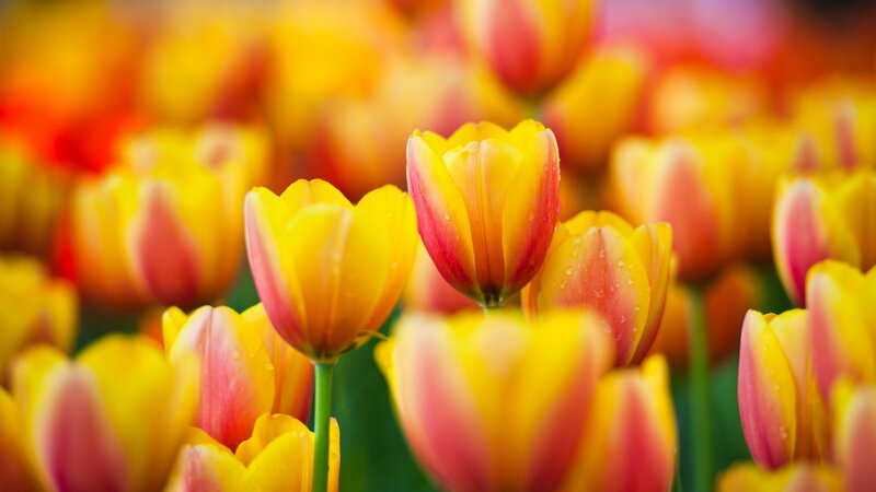 Yellow and Pink Tulips — Serene, Spring