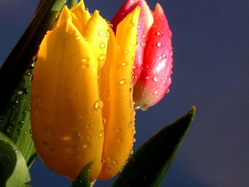 Yellow and Pink Tulips