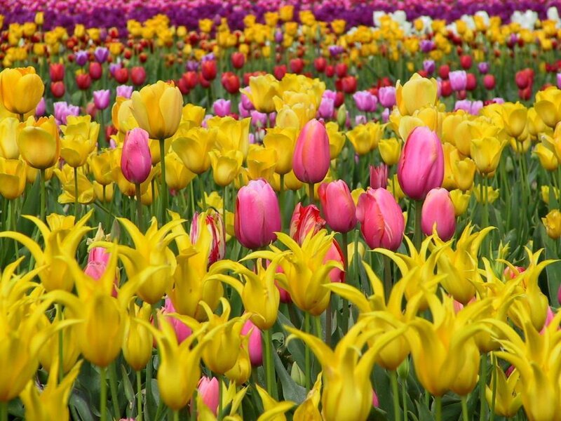 Yellow and Pink Tulips — Vibrant, Spring, Photograph