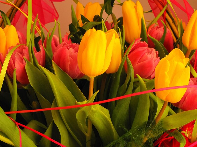 Yellow and Pink Tulips — Vibrant, Spring