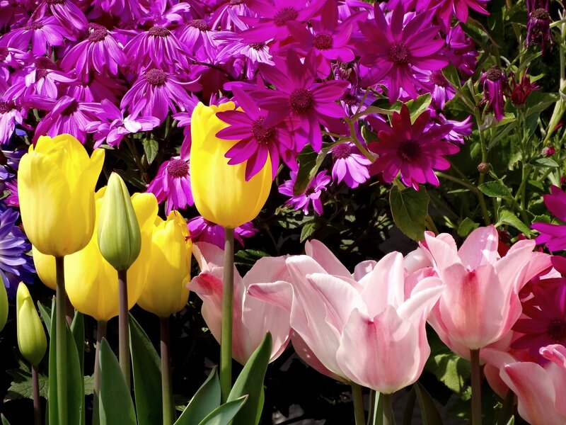 Yellow and Pink Tulips — Vibrant