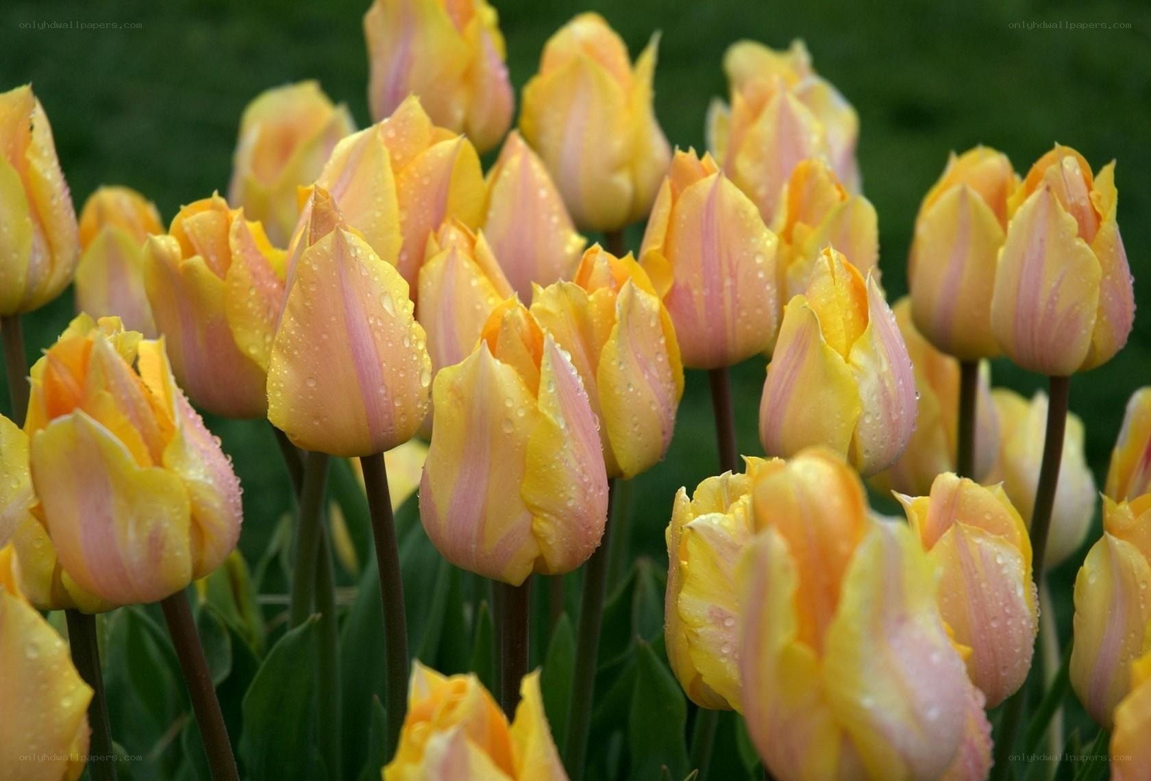 Yellow and pink tulips with dew