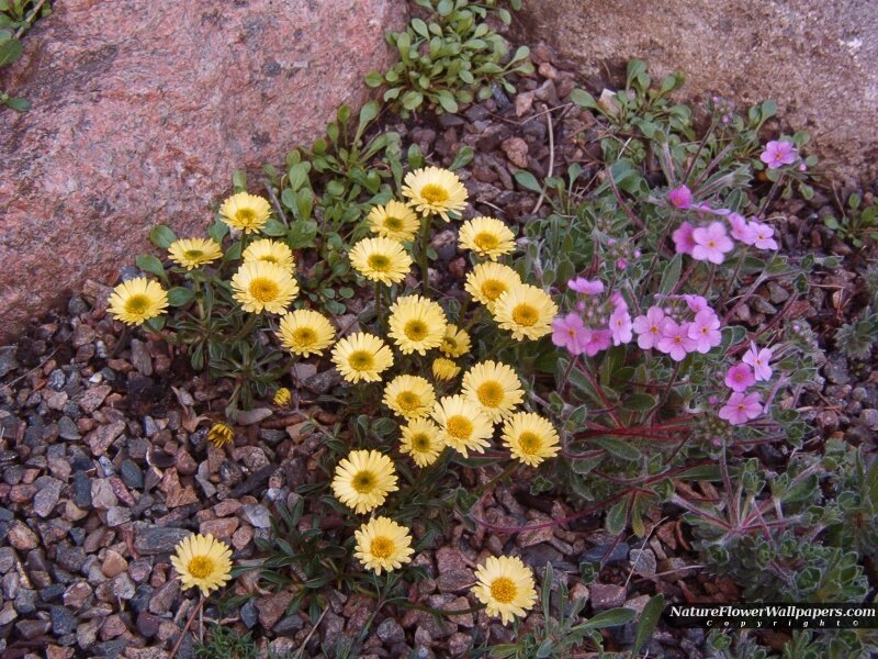 Yellow and Pink Wildflowers