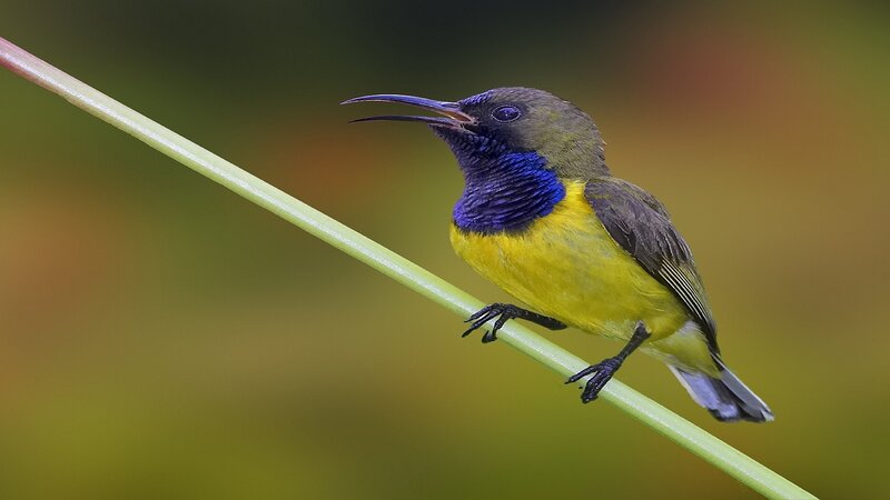 Yellow and Purple Bird