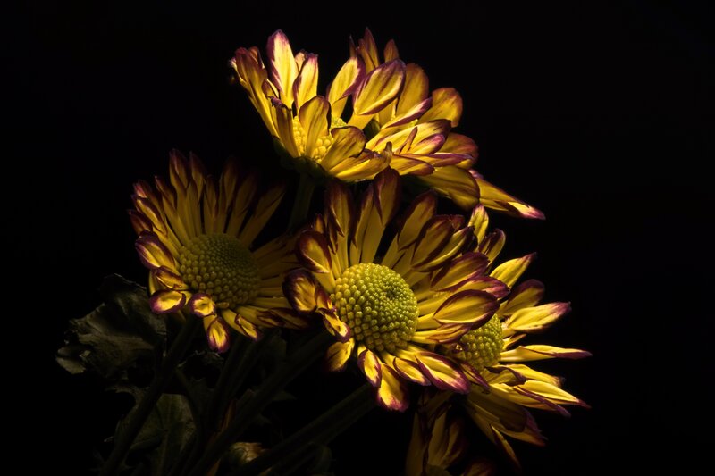 Yellow and Purple Chrysanthemums — Dramatic