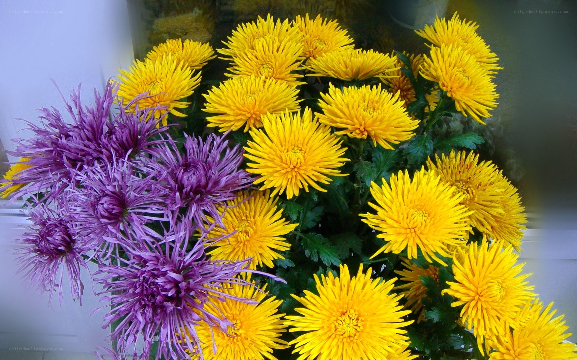 Yellow and purple chrysanthemums