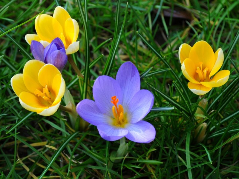 Yellow and Purple Crocuses — Calm