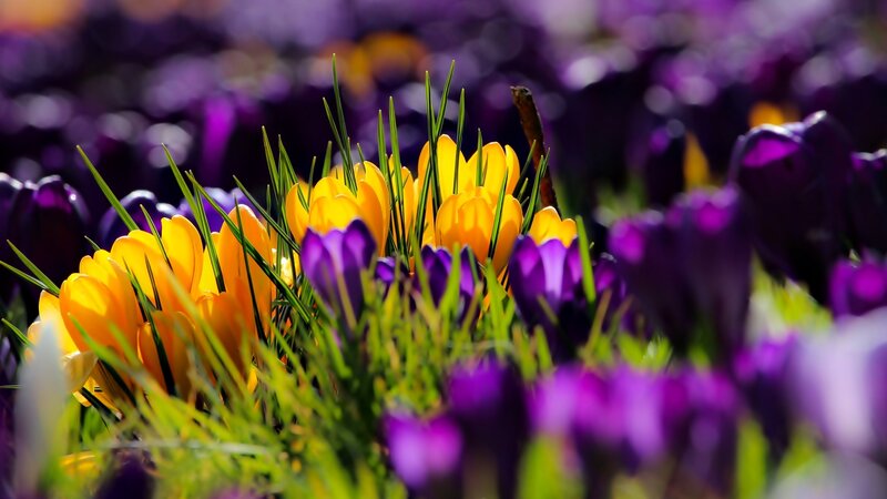 Yellow and Purple Crocuses — Vibrant