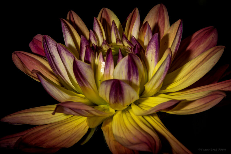 Yellow and Purple Dahlia