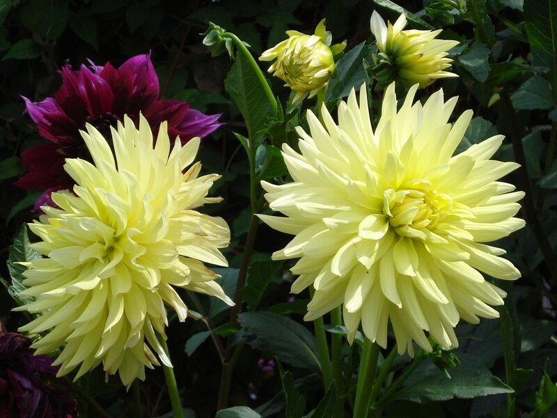 Yellow and purple dahlias in bloom