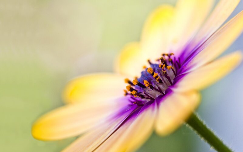 Yellow and Purple Flower — Serene