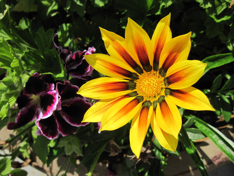 Yellow and Purple Flower