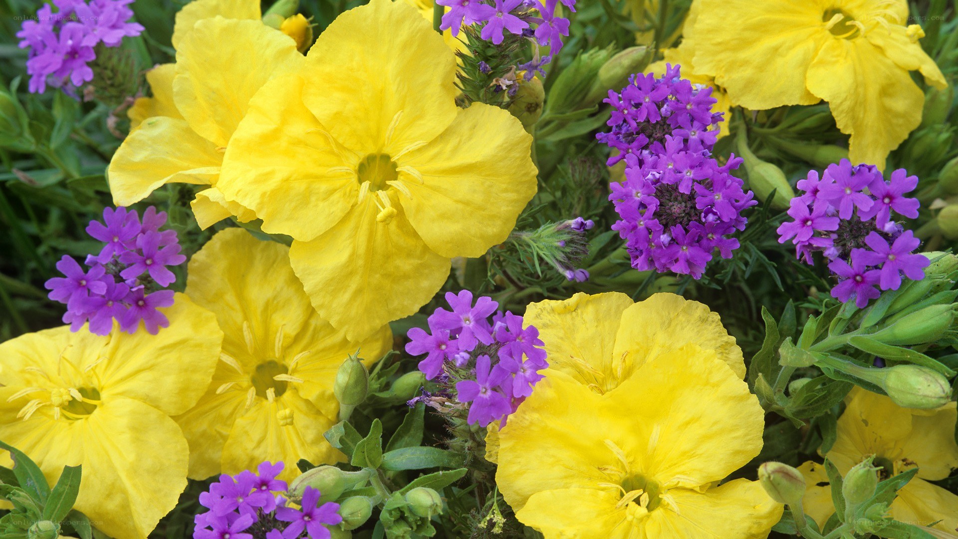 Yellow and purple flowers