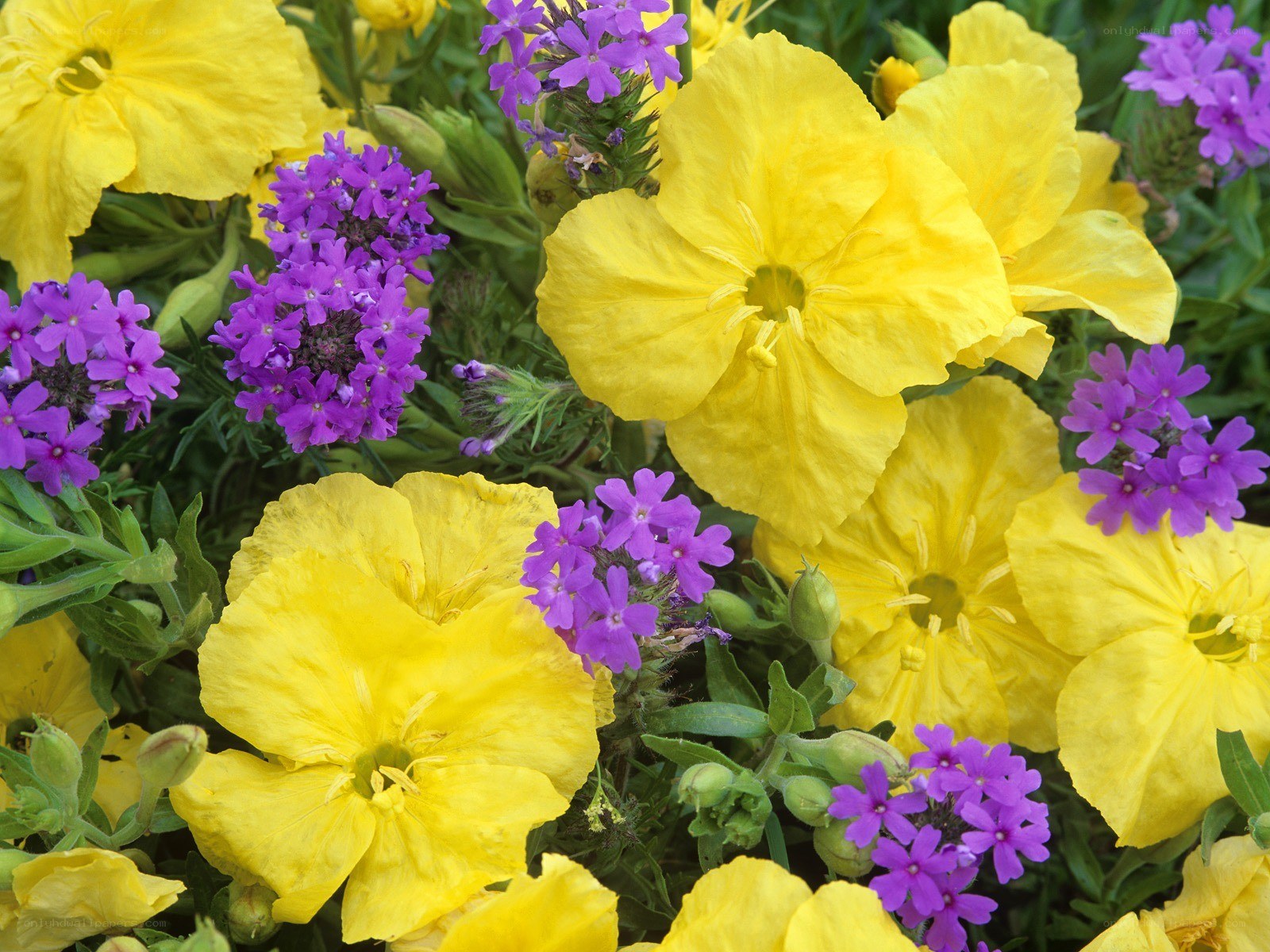 Yellow and purple flowers