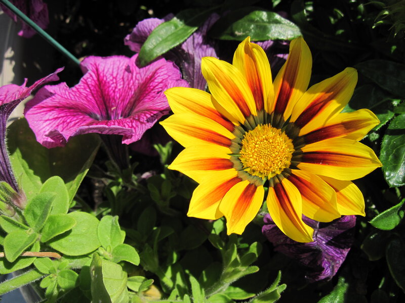 Yellow and Purple Flowers — Bright, Afternoon