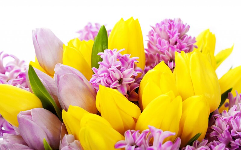 Yellow and Purple Flowers — Bright, Spring, Photograph