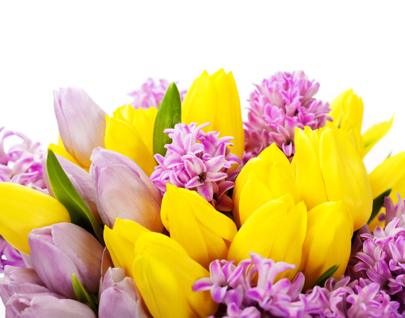 Yellow and Purple Flowers — Bright, Spring