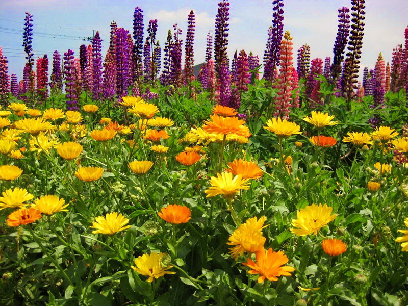 Yellow and Purple Flowers — Bright