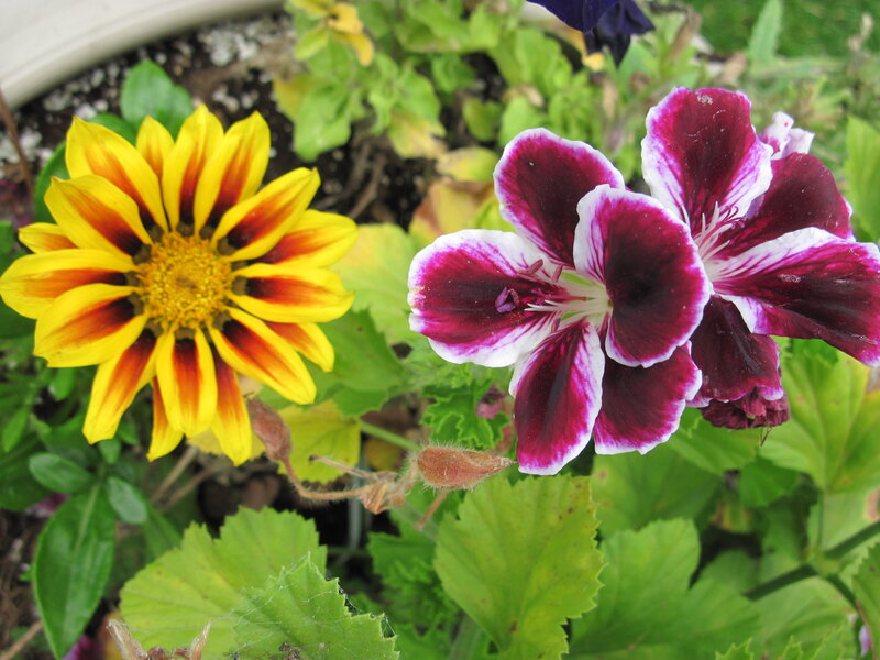 Yellow and Purple Flowers — Calm, Afternoon, Photograph