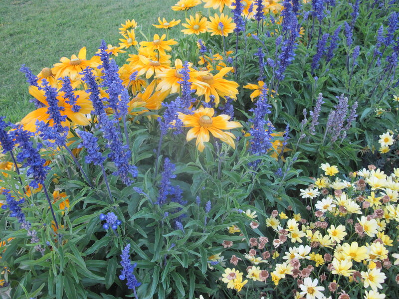 Yellow and Purple Flowers — Calm, Afternoon