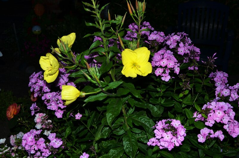 Yellow and Purple Flowers — Calm, Night