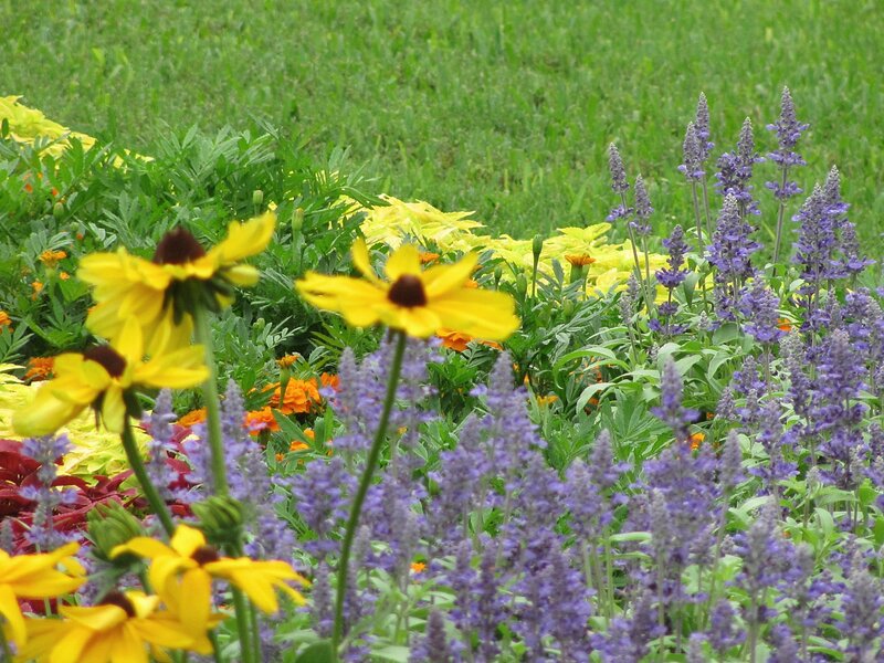 Yellow and Purple Flowers — Calm, Summer, Photograph