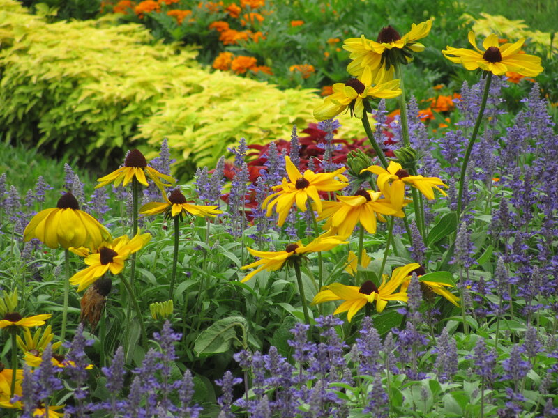 Yellow and Purple Flowers — Calm, Summer